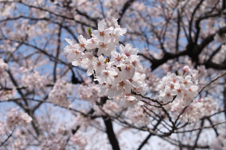 お花見＠飛鳥山公園_e0170665_1262342.jpg