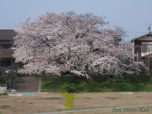 加茂川の桜_a0164068_23101339.jpg