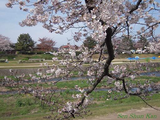 加茂川の桜_a0164068_23105869.jpg