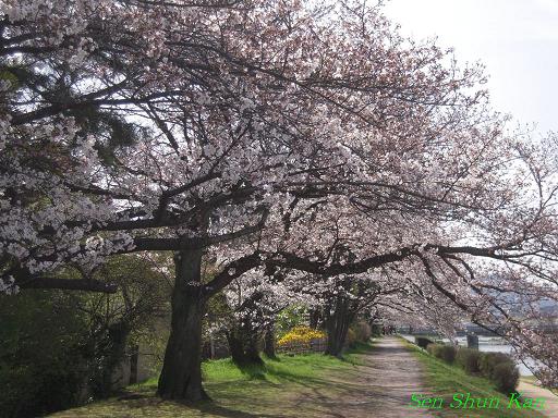 加茂川の桜_a0164068_23112088.jpg