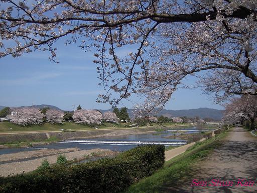 加茂川の桜_a0164068_23114745.jpg