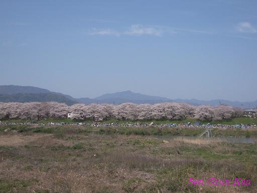 背割堤の桜_a0164068_23303224.jpg