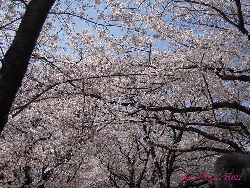 背割堤の桜_a0164068_23305889.jpg