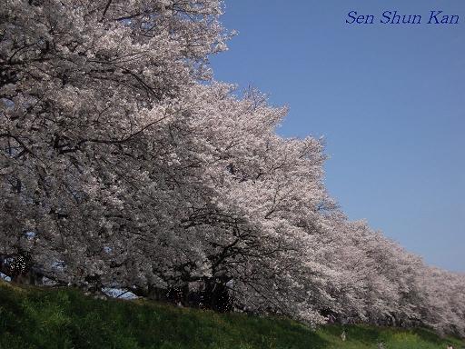 背割堤の桜_a0164068_23312898.jpg