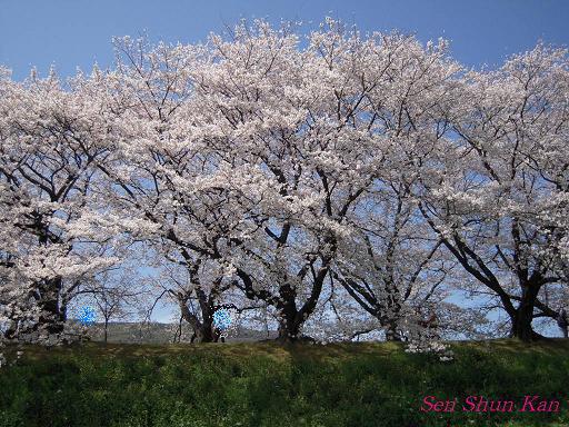 背割堤の桜_a0164068_23314287.jpg