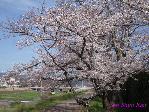 加茂川の桜_a0164068_2395229.jpg