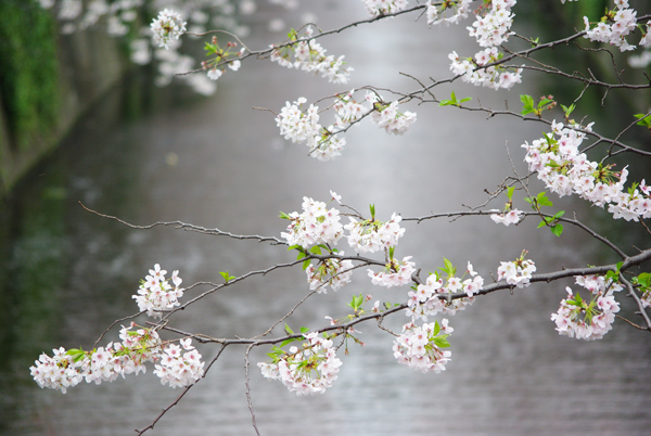 目黒川桜満開_b0145668_20245892.jpg