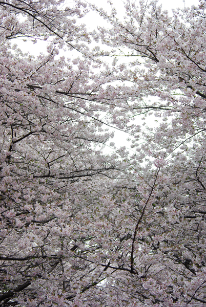 目黒川桜満開_b0145668_20271381.jpg