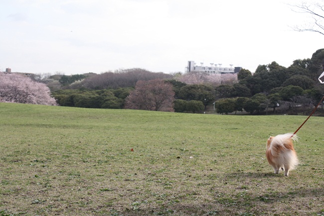 根岸・森林公園_b0182968_10471765.jpg