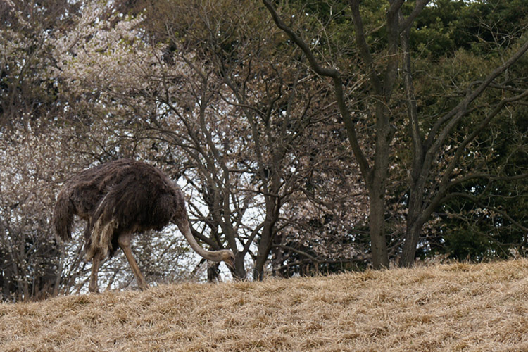 桜とダチョウ_b0190068_18505195.jpg