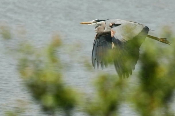 At Gallinas Wildlife Ponds_a0126969_42443.jpg