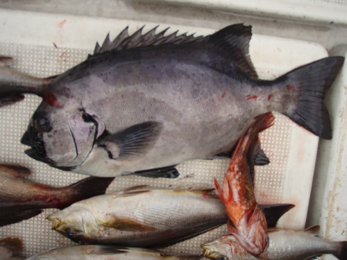 釣れた!釣れた!_a0077071_1841287.jpg