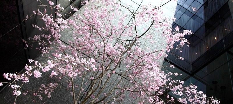 10年4月4日・上京_c0129671_18351961.jpg