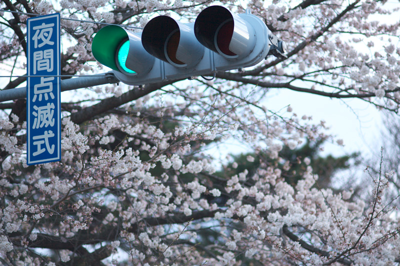 荒れ方に中庸というものがない 2010年4月1日_d0123571_1923420.jpg