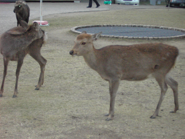 古代日本史を舞台にしたドラマ　♪_e0084071_0422632.jpg