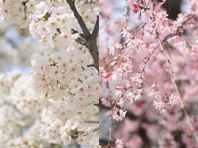 菜の花と桜。_c0154774_21431180.jpg