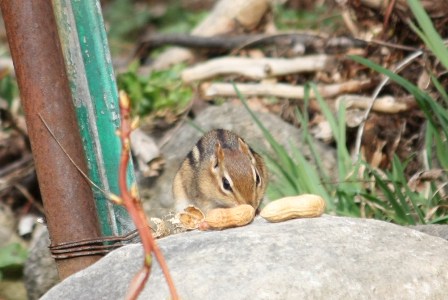 春の息吹@Edwards Gardens＜動物編＞_a0100975_1251855.jpg