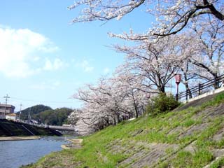 曇りのち晴れ・・・花見日和？_b0171475_11443959.jpg