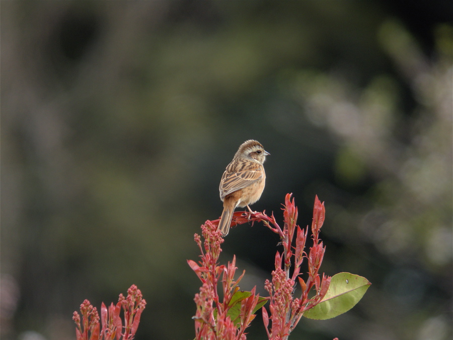 植木畑の野鳥_e0015377_13525672.jpg