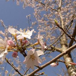 桜・桜_e0114077_2055250.jpg