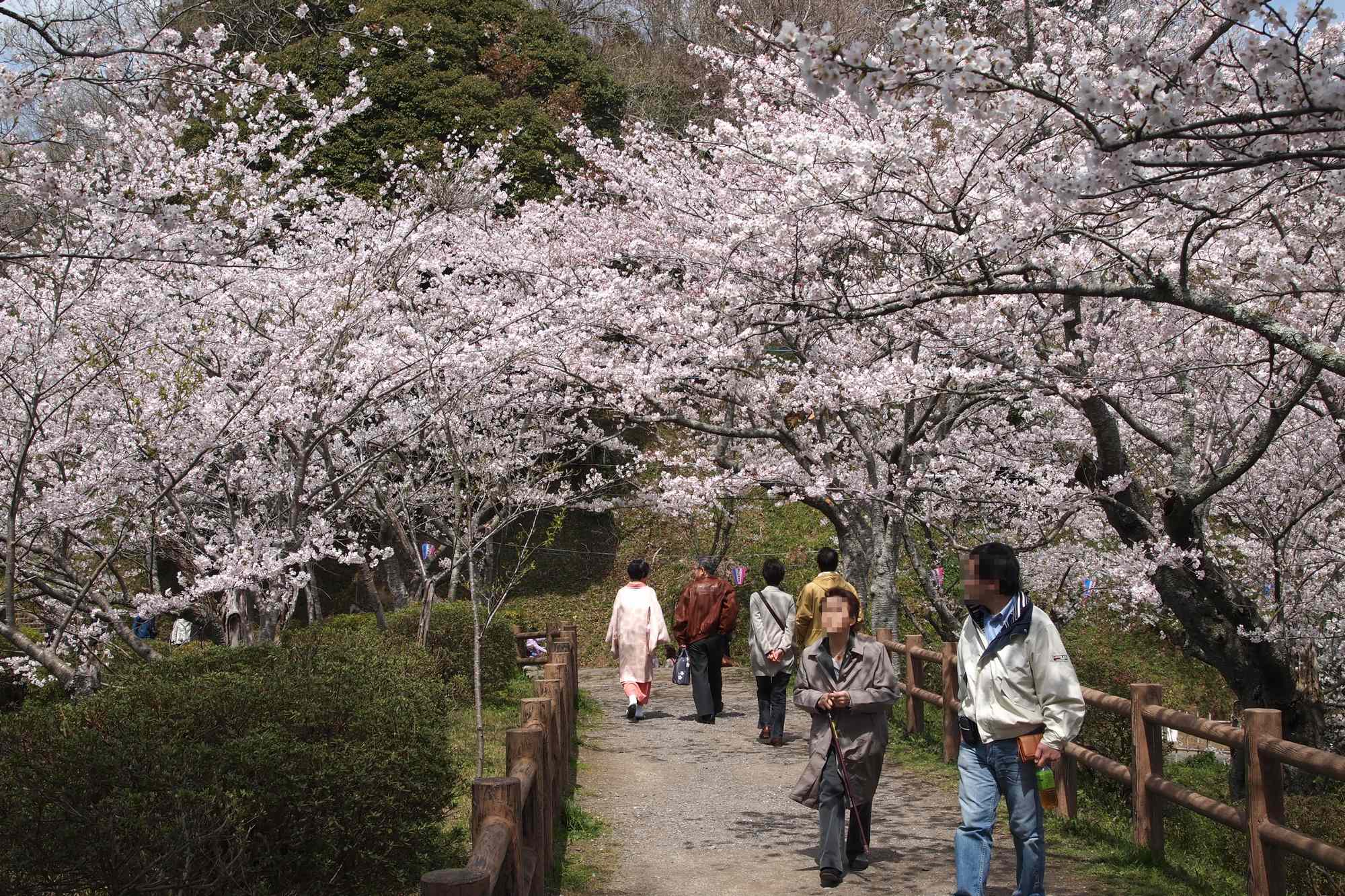 茂原公園の桜_e0071178_623495.jpg