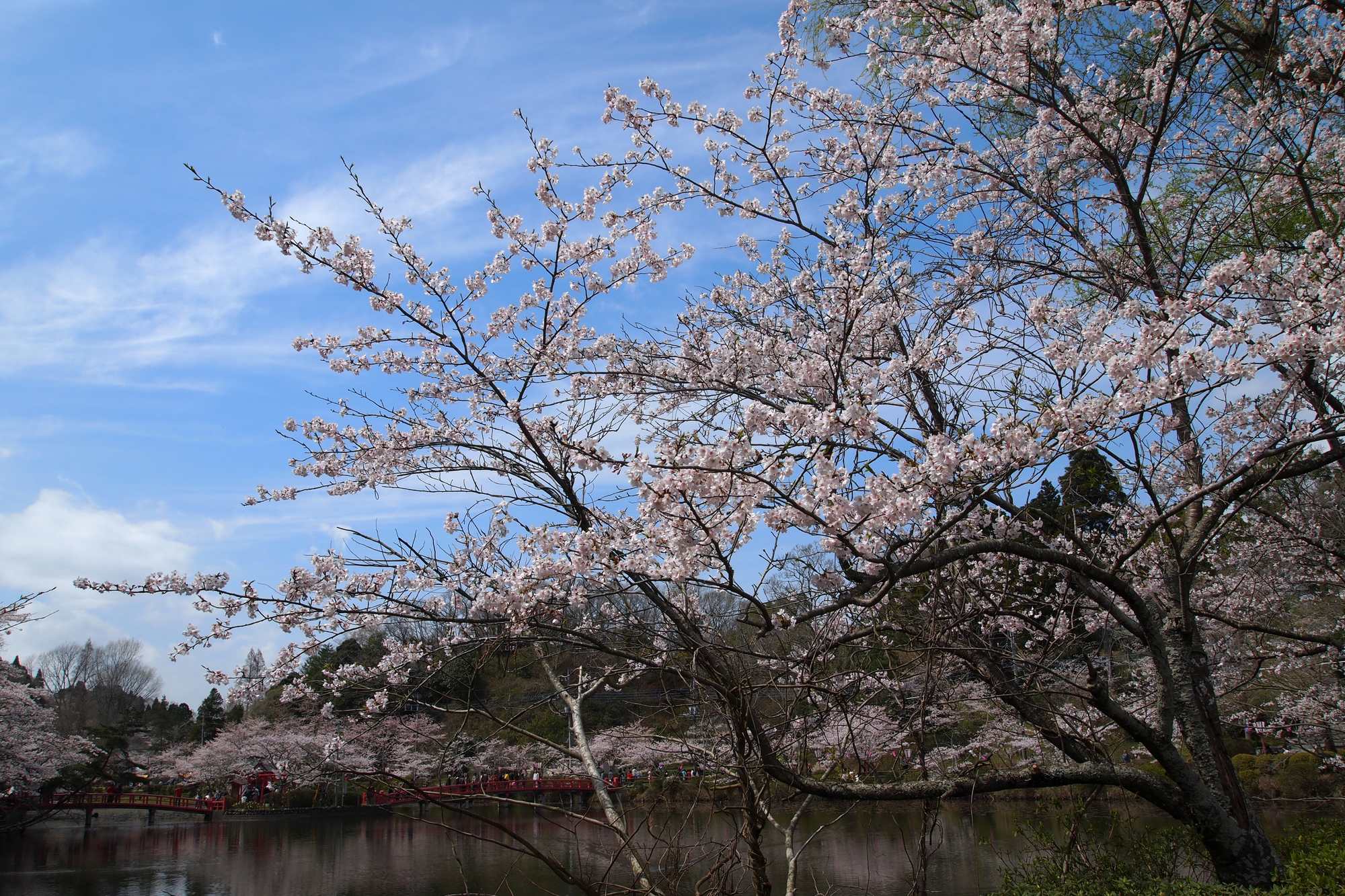 茂原公園の桜_e0071178_7103670.jpg