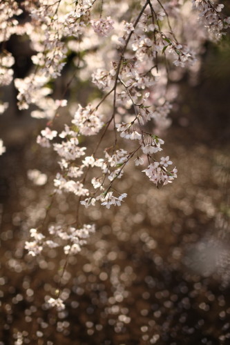 六義園、枝垂れ桜_d0110380_031126.jpg