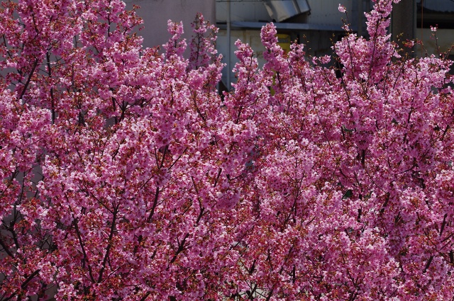 気になる桜？_c0135381_22441078.jpg