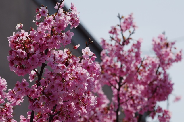 気になる桜？_c0135381_2244582.jpg