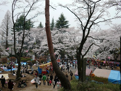 八王子 富士森公園の桜 八王子在住者の日記 八王子 富士森公園の桜 八王子在住者の日記
