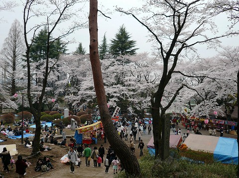 【八王子】富士森公園の桜_f0105681_18513813.jpg