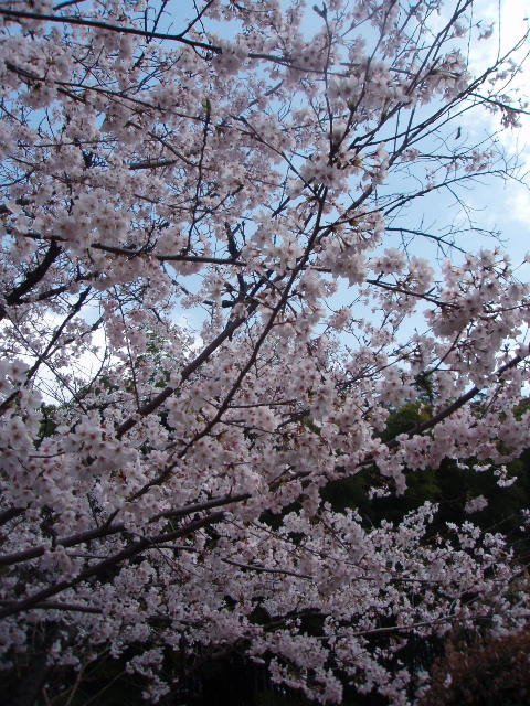 桜 2010@縮景園_d0098183_2347811.jpg