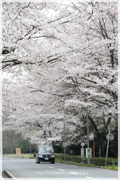 無線山　桜のトンネル_e0027083_19473723.jpg