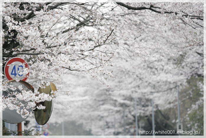 無線山　桜のトンネル_e0027083_19555870.jpg