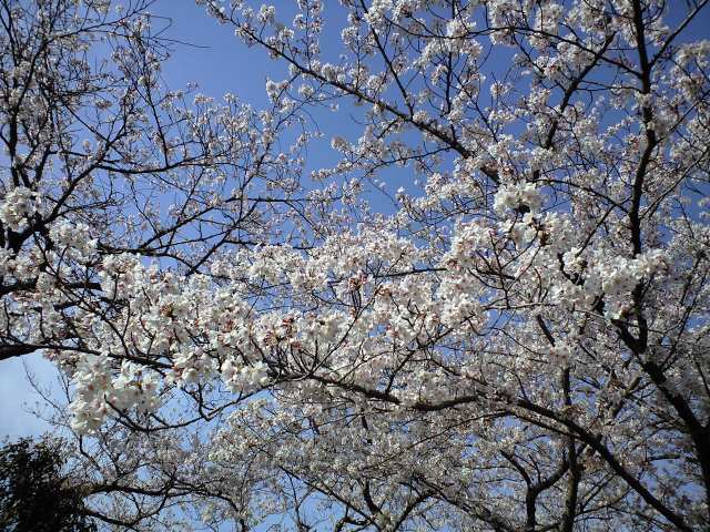 お花見散歩 in 桜池 2010.4.4_c0046587_21243978.jpg