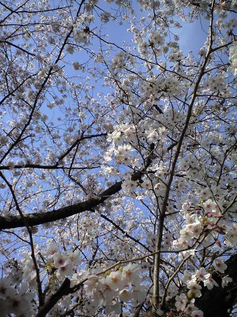 お花見散歩 in 桜池 2010.4.4_c0046587_2125776.jpg