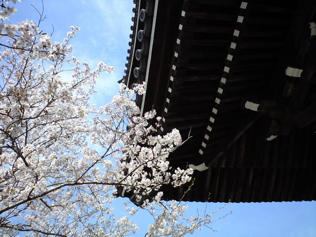 お花見散歩 in 桜池 2010.4.4_c0046587_21262147.jpg