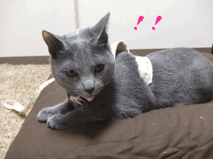 c0203287_2212872.gif