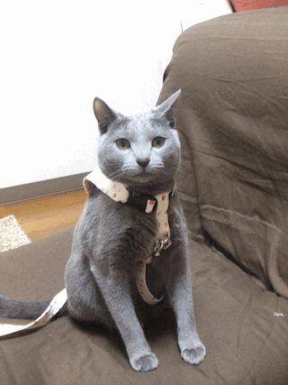 c0203287_2219406.gif