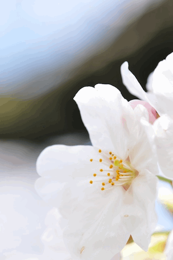 c0203287_22263573.gif