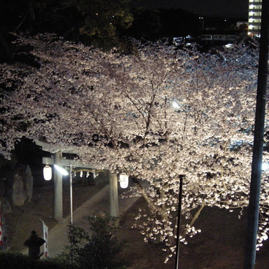 堪能しました‼満開の夜桜・・・・_f0212488_21541016.jpg