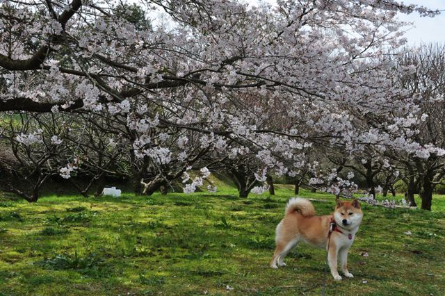 お花見だぞ~~!!_a0126590_615386.jpg