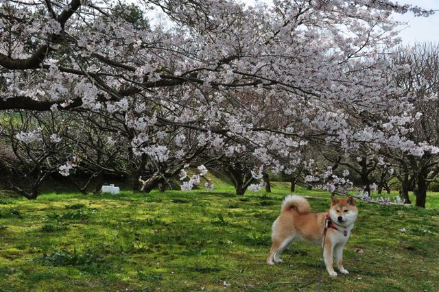 お花見だぞ～～！！_a0126590_615386.jpg