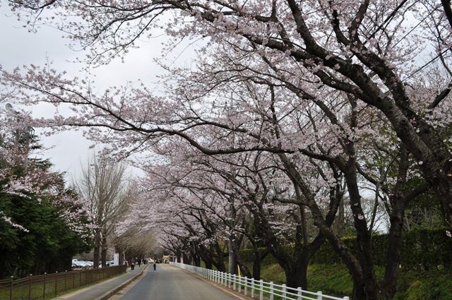 お花見だぞ~~!!_a0126590_652282.jpg