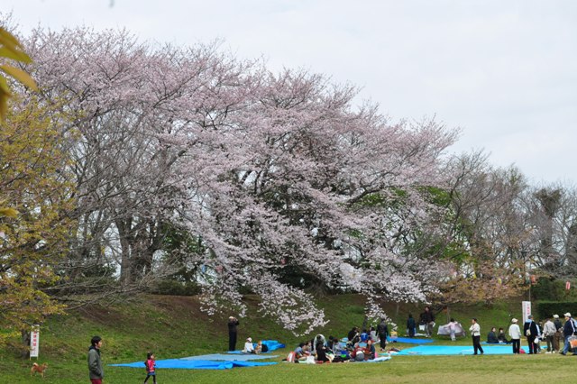 お花見だぞ~~!!_a0126590_664012.jpg