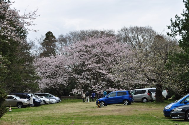 お花見だぞ~~!!_a0126590_674379.jpg