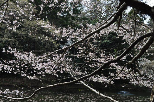 お花見だぞ~~!!_a0126590_683923.jpg