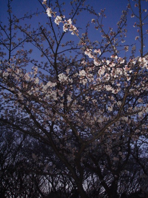 夕桜？_c0103793_230114.jpg