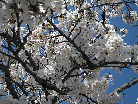 落ちたワラと桜トンネル_d0131293_1913087.jpg