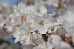 花見_a0049695_2249251.jpg